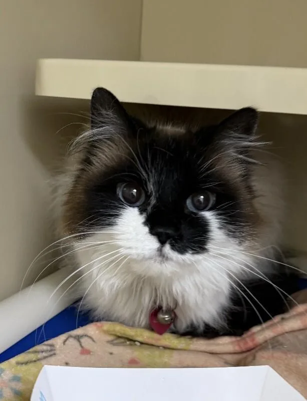 An adult medium-sized female Seal Point Ragdoll cat named Bella Dolores Peaches for adoption in Arlington, WA