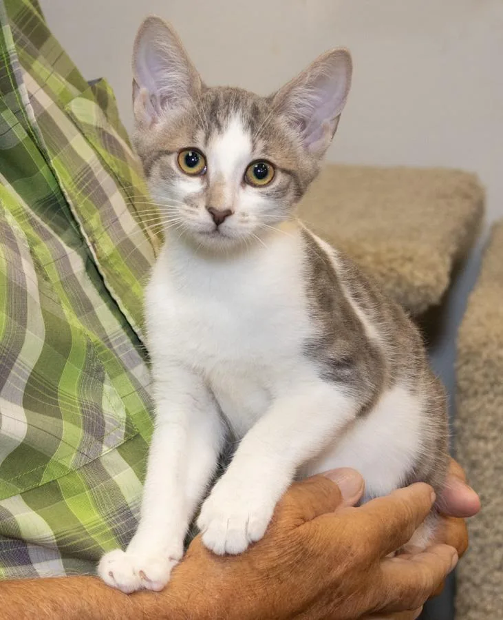A baby medium-sized female Tabby (Gray / Blue / Silver) Domestic Short Hair cat named Daisy for adoption in Elmwood Park, NJ