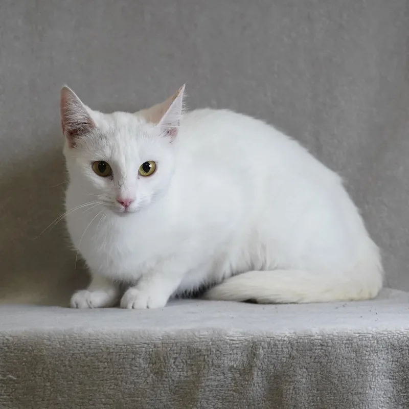 A young medium-sized female Domestic Short Hair cat named Morgan for adoption in Sunnyvale, CA