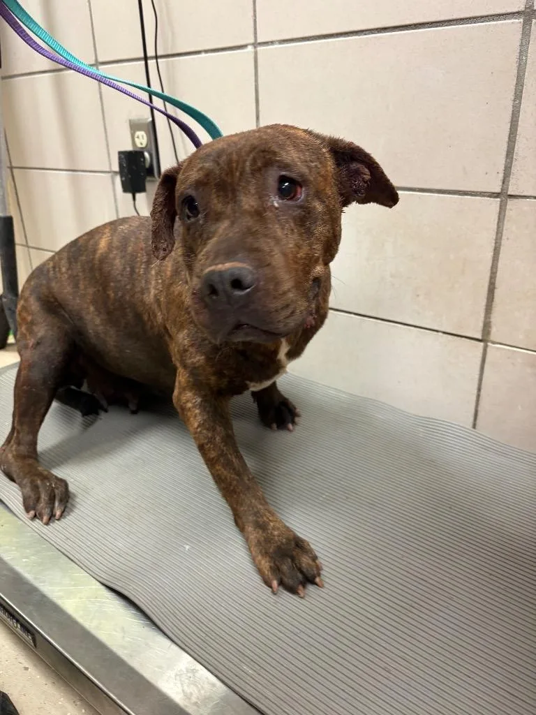 A young large-sized female Mixed Breed dog named Sahara for adoption in Bossier City, LA