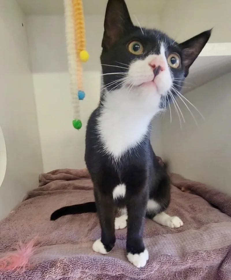 A young medium-sized male Domestic Short Hair cat named Smokey for adoption in Sunnyvale, TX