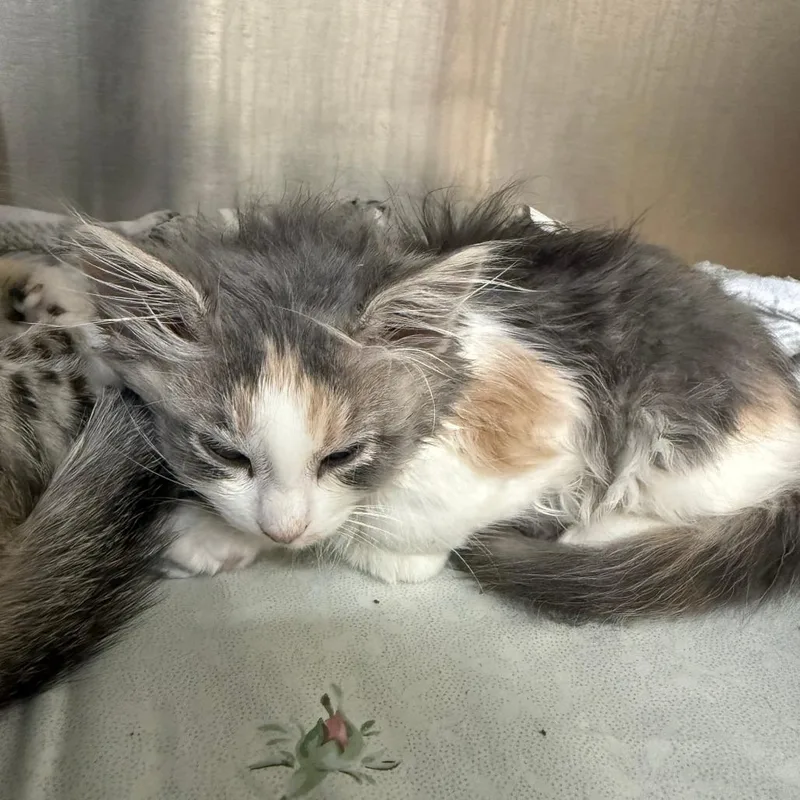 A baby small-sized female Calico Domestic Short Hair cat named Annabelle C for adoption in Princeton, MN