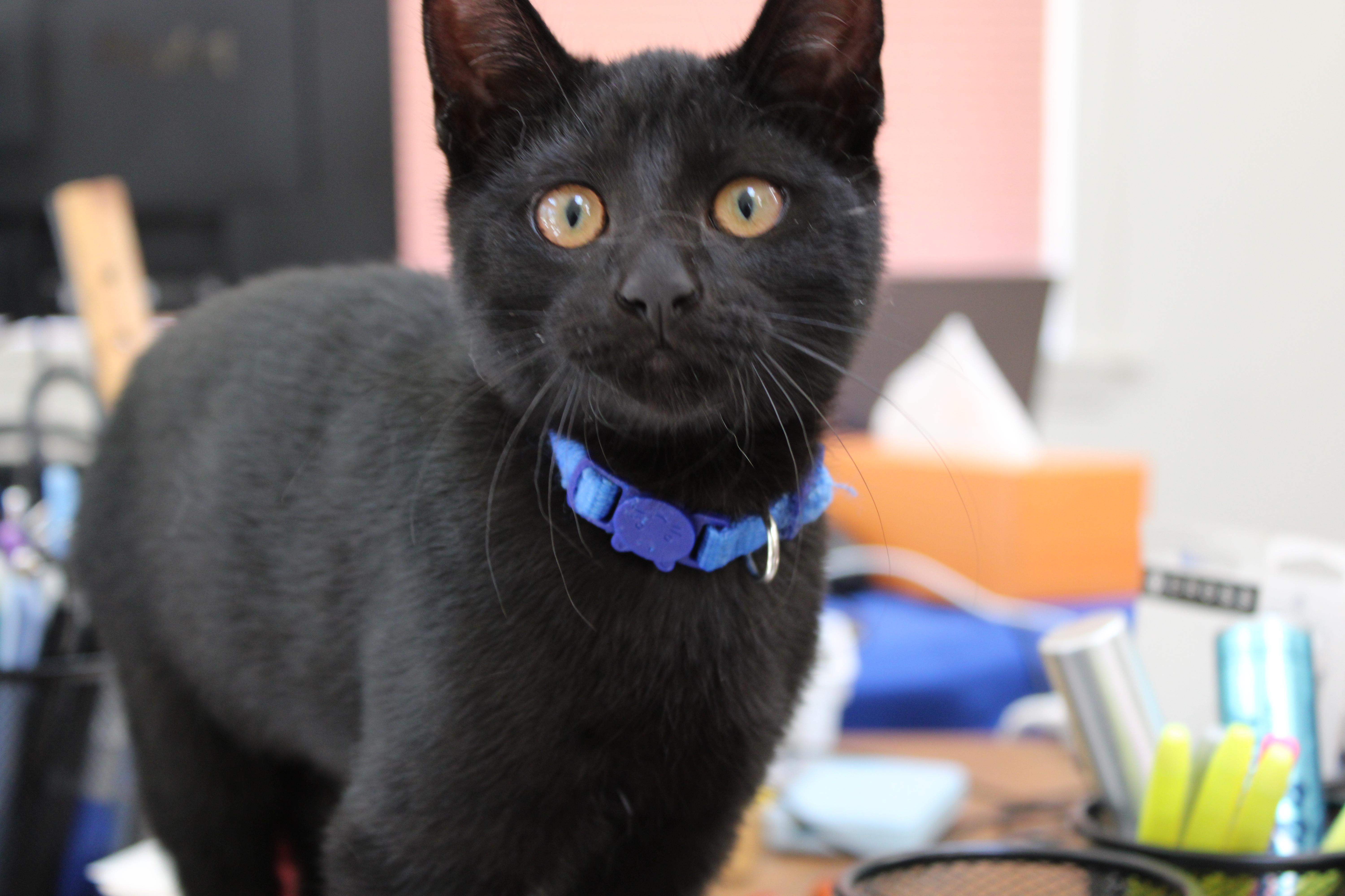 A baby medium-sized female Black Domestic Short Hair cat named Olivia for adoption in Mayfield, NY