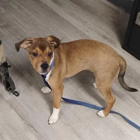 A young small-sized male Brown / Chocolate Mixed Breed dog named Snoopy for adoption in East Smithfield , PA