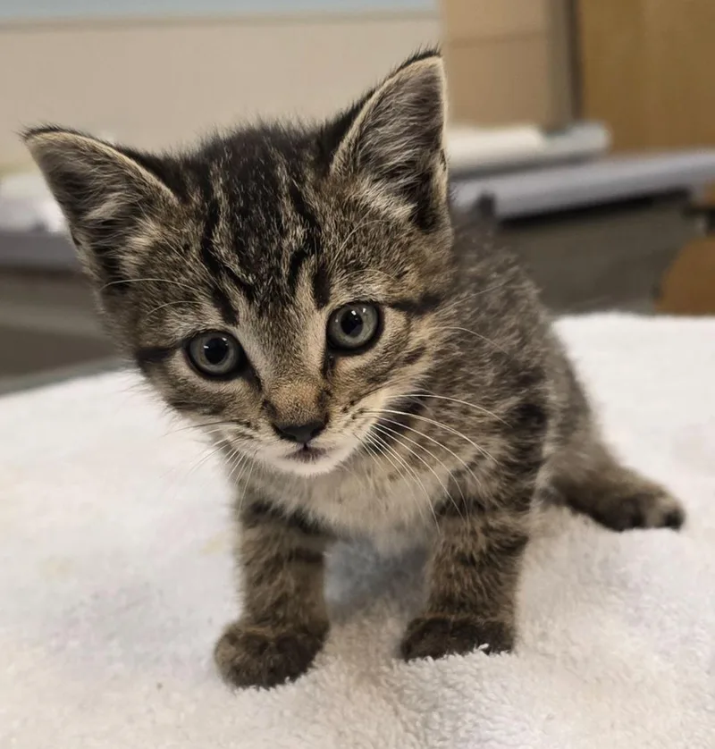 A baby small-sized female Tabby cat named Bogey for adoption in Murphysboro, IL