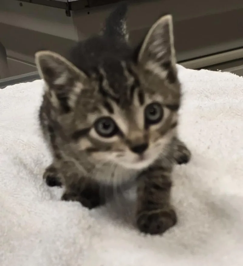 Bogey thumbnail 2