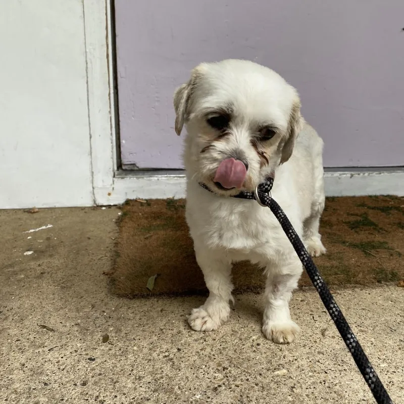 An adult small-sized male Gray / Blue / Silver Shih Tzu dog named Pedro for adoption in Madison, WI