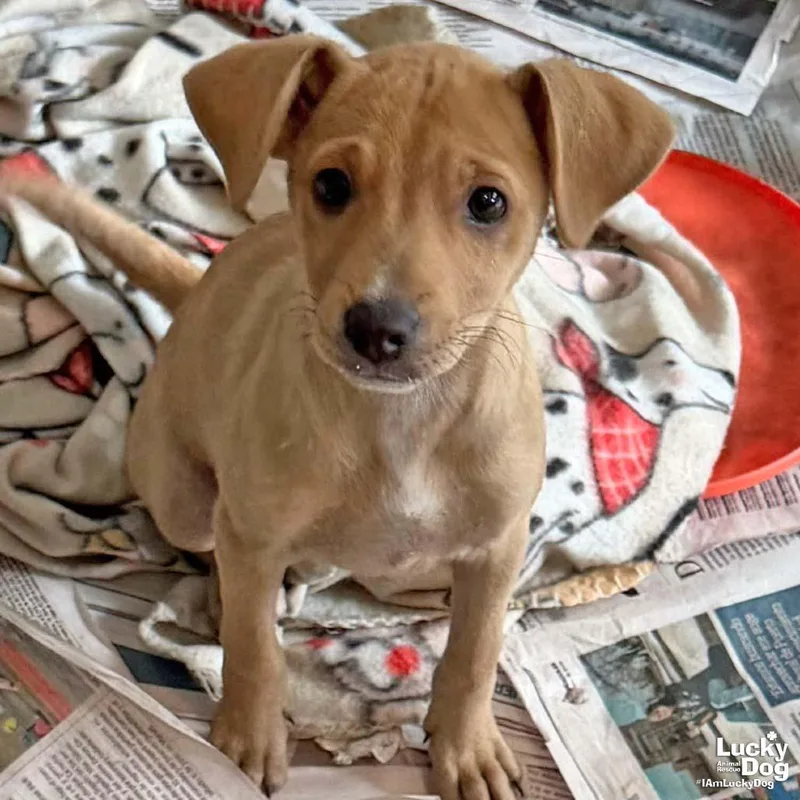 A baby medium-sized female Labrador Retriever dog named Helen for adoption in Washington, DC