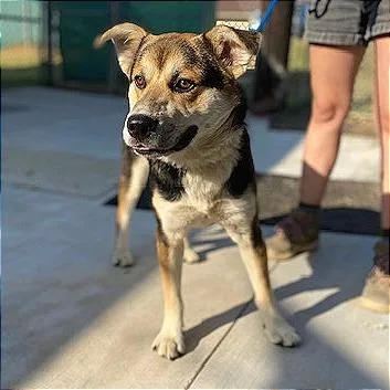 A young medium-sized male Black Shepherd dog named Argus for adoption in Denison, TX
