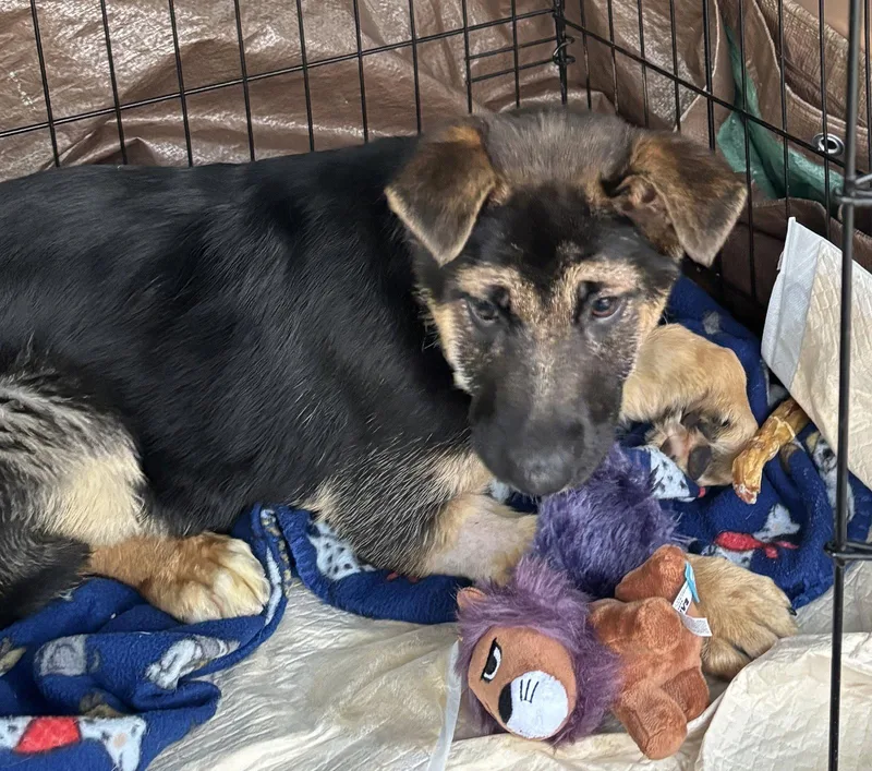 A baby large-sized female German Shepherd Dog dog named Elsie for adoption in Holly Springs, NC