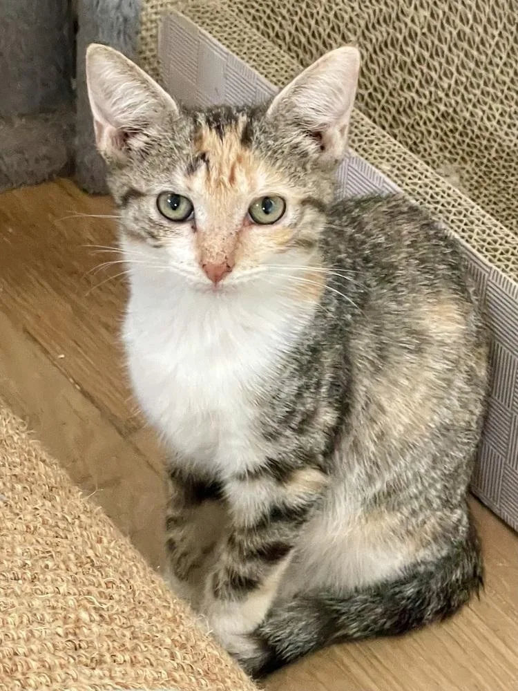 A baby medium-sized female Orange & White Domestic Short Hair cat named Austen for adoption in Chicago, IL