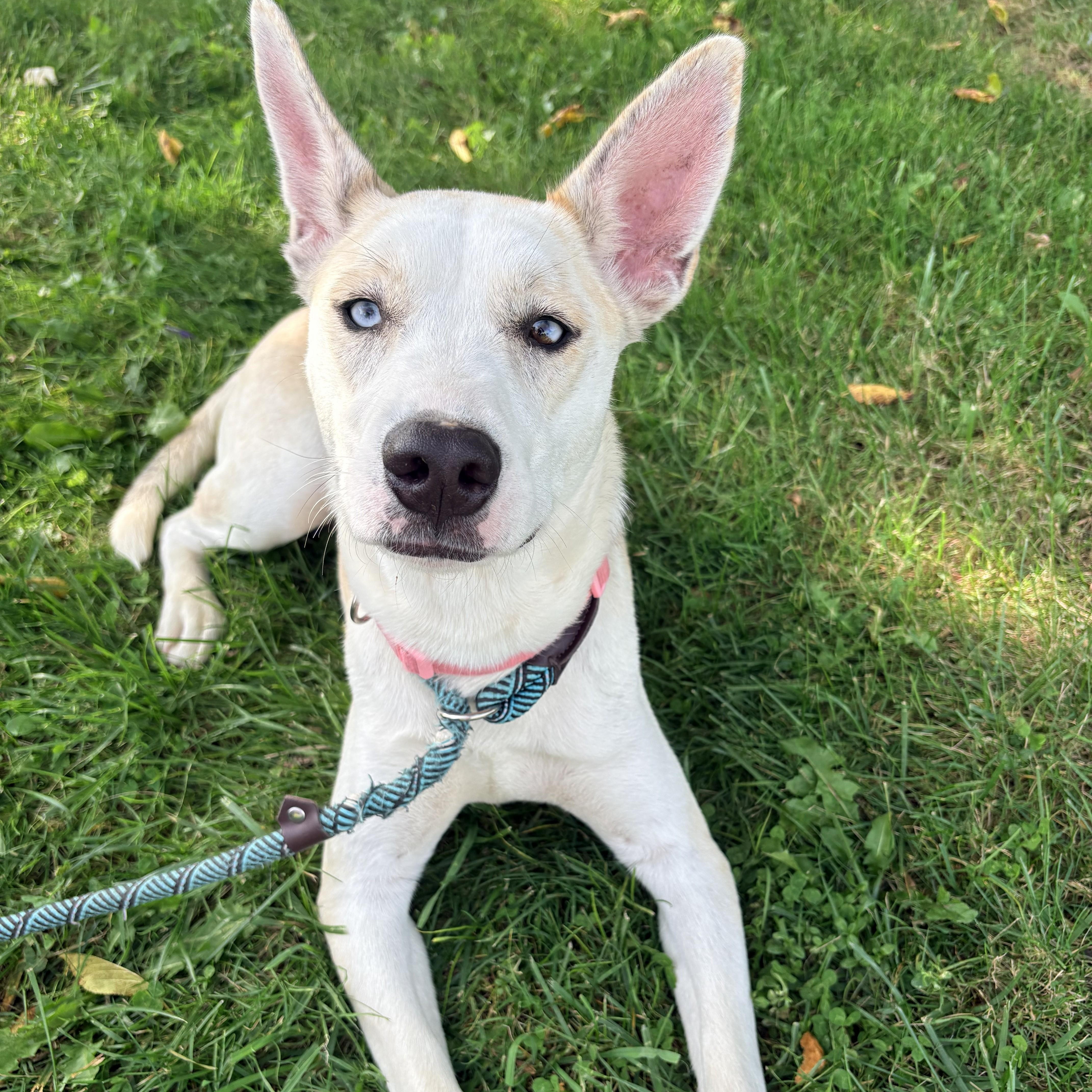A young medium-sized female Yellow / Tan / Blond / Fawn Husky dog named Salem for adoption in Allegan, MI