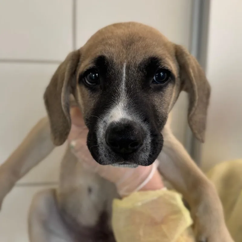 A baby small-sized male Mixed Breed dog named Kodak for adoption in Middletown, RI