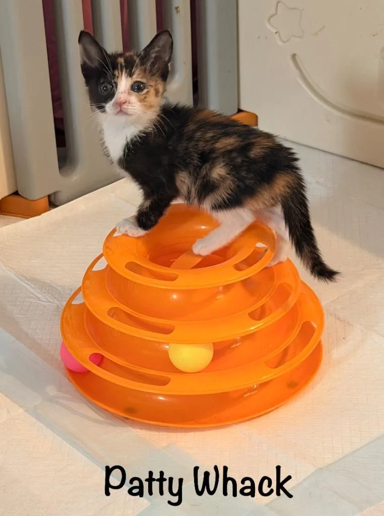 A baby medium-sized female Domestic Short Hair cat named Patty Whack for adoption in Hoover , AL