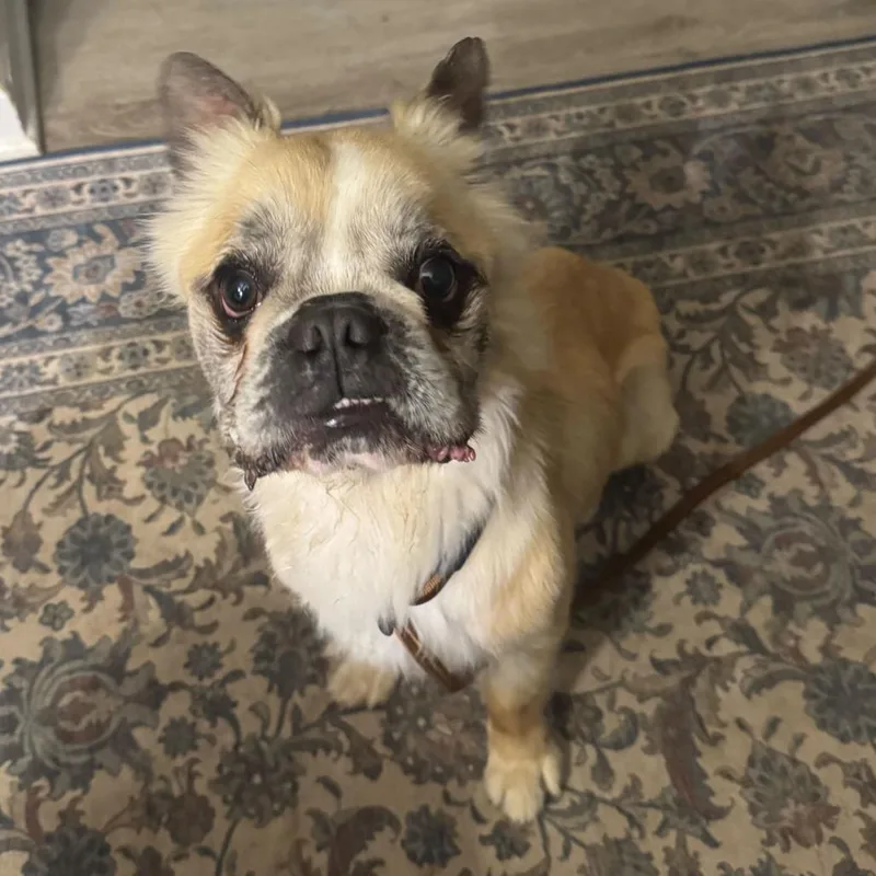 An adult small-sized male Yellow / Tan / Blond / Fawn French Bulldog dog named Ricky for adoption in Dayton, OH
