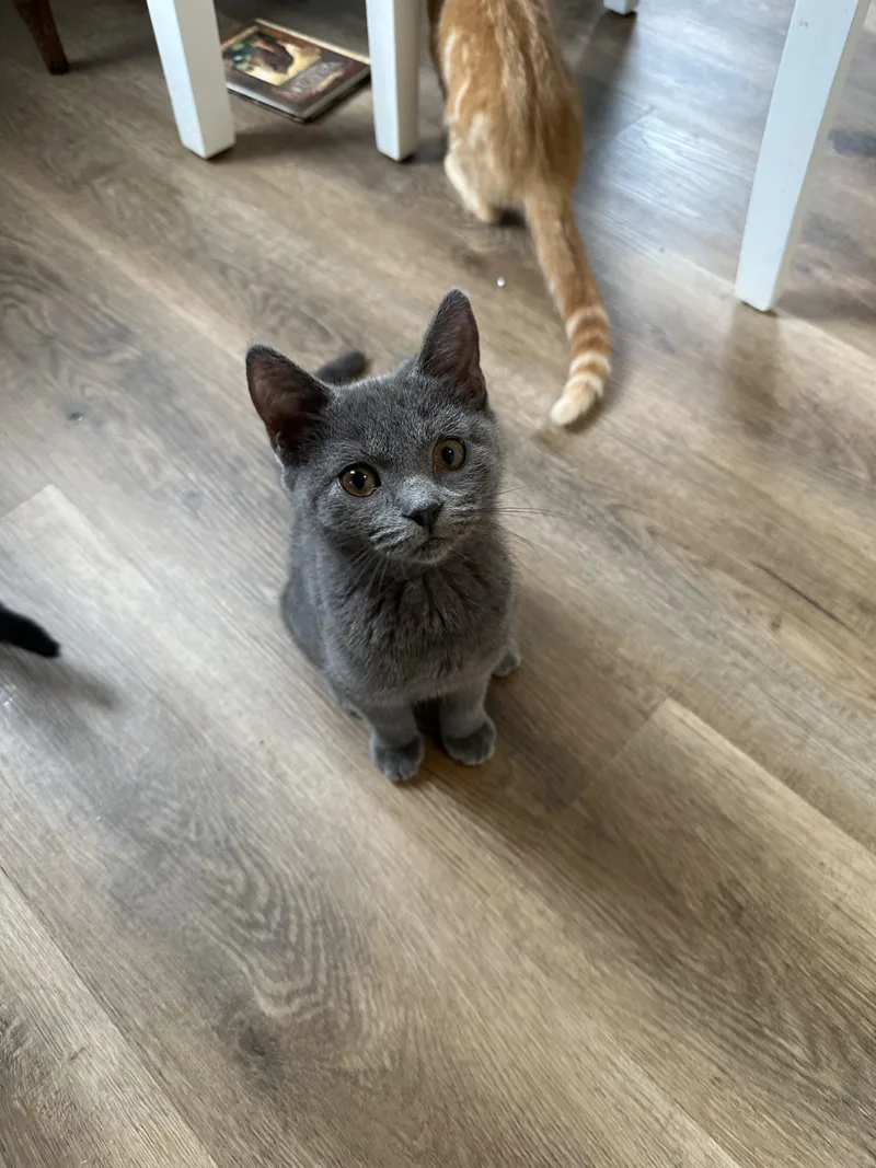 A baby medium-sized female Gray / Blue / Silver Domestic Short Hair cat named Cry Baby for adoption in Richmond, VA