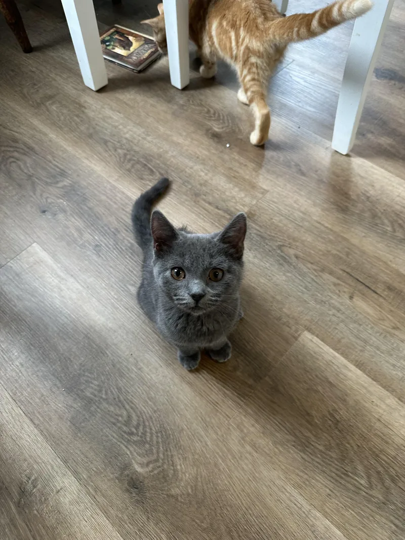Cry Baby thumbnail 2