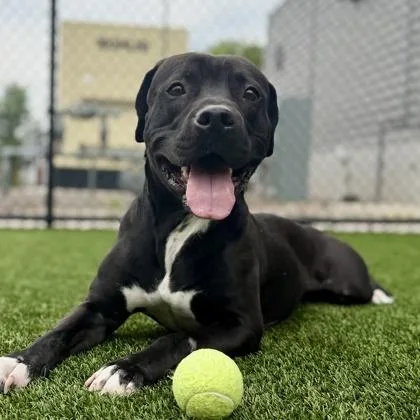 A young large-sized male Black American Staffordshire Terrier dog named Ace for adoption in Atlanta, GA