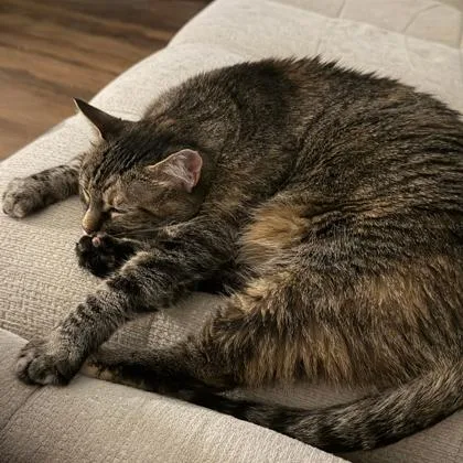 An adult small-sized female Brown / Chocolate Domestic Short Hair cat named Edith Anne for adoption in Atlanta, GA