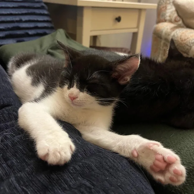 A baby small-sized male Black Domestic Short Hair cat named Super Hans for adoption in Costa Mesa, CA