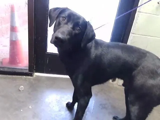 An adult medium-sized male Labrador Retriever dog named Kerby for adoption in Tulsa, OK
