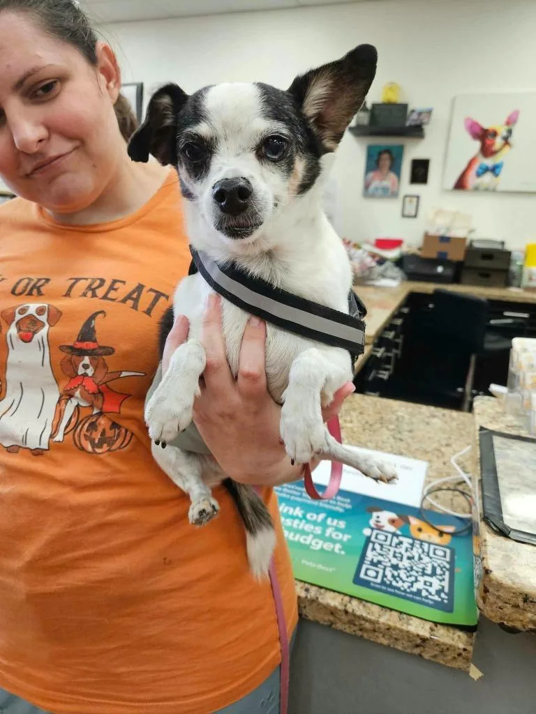 An adult small-sized male Chihuahua dog named Paco for adoption in Mesa, AZ