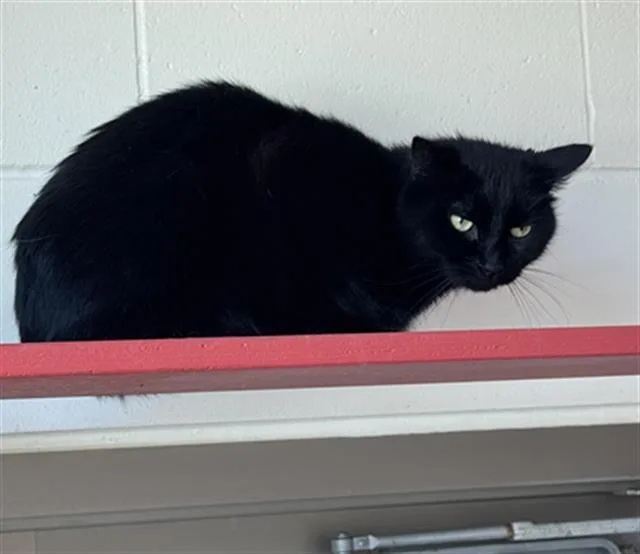 An adult medium-sized male Domestic Short Hair cat named Shadow for adoption in Boston, MA