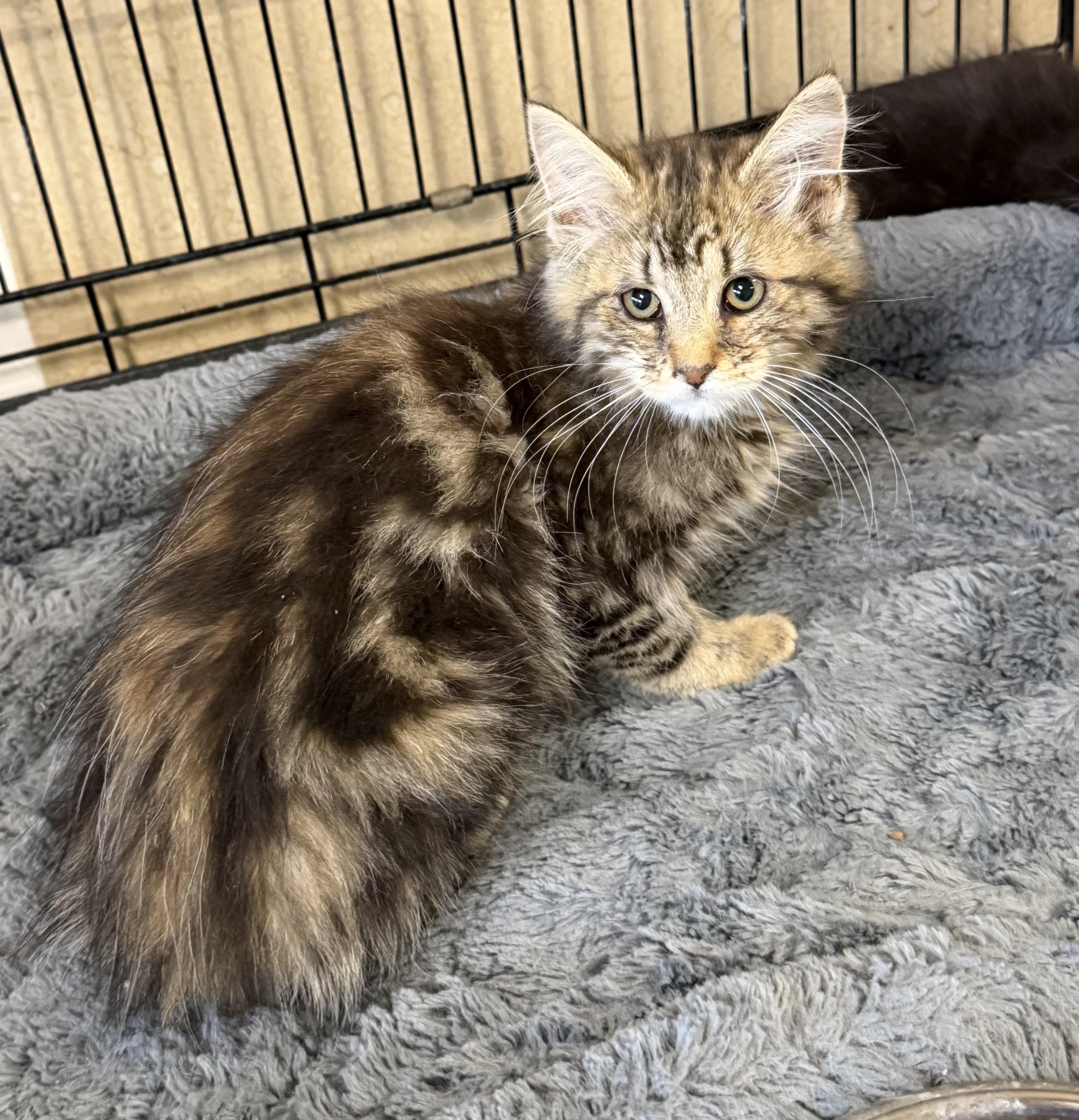 A baby medium-sized male Maine Coon cat named Zeus for adoption in Williamsville, NY