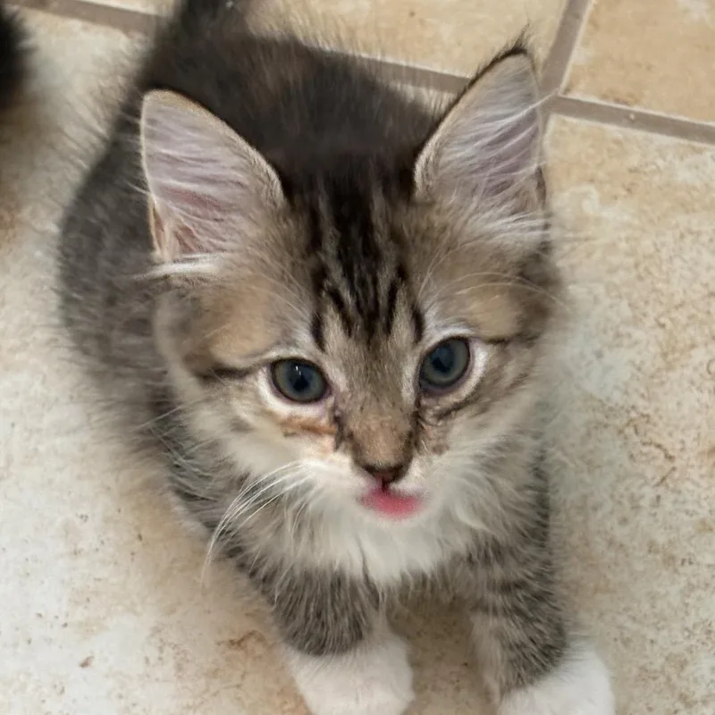 A baby medium-sized female Tabby (Brown / Chocolate) Domestic Long Hair cat named Avalon for adoption in Chattanooga, TN
