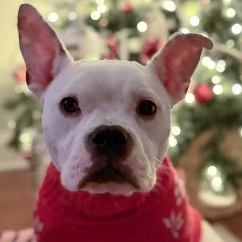 Lola thumbnail 2
