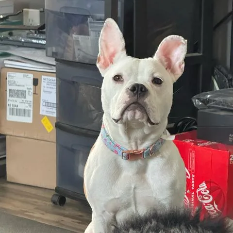Lola thumbnail 5