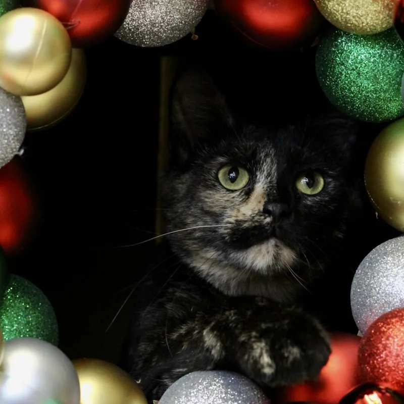 A senior large-sized female Tortoiseshell Domestic Short Hair cat named Cheri for adoption in Springfield, IL