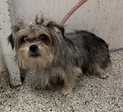 An adult small-sized female Gray / Blue / Silver Mixed Breed dog named Martha for adoption in Kansas City, MO