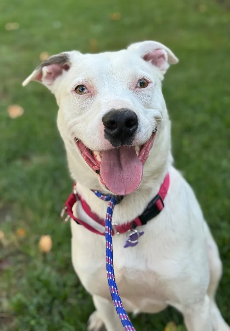 An adult large-sized male Australian Shepherd dog named Cheesy for adoption in Woodland, CA