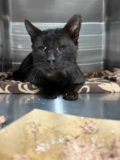 An adult medium-sized male Domestic Short Hair cat named Harry for adoption in West Chester, PA