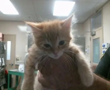 A baby small-sized male Domestic Short Hair cat named Navel for adoption in Sacramento, CA