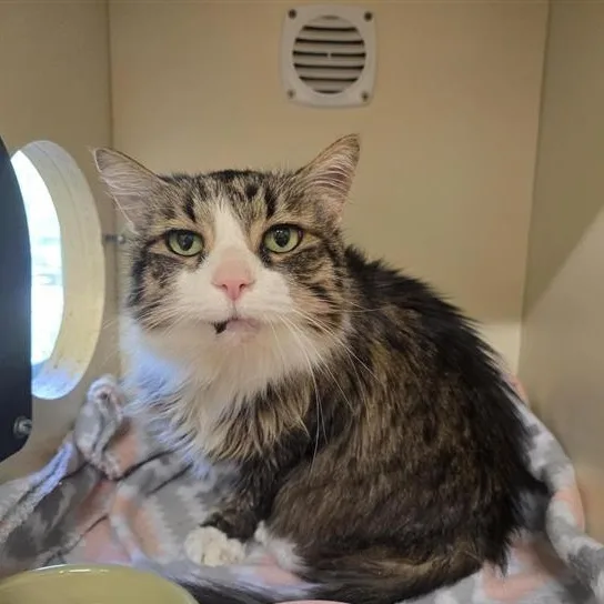 A senior medium-sized male Tabby (Brown / Chocolate) Domestic Long Hair cat named Henry for adoption in Prince Frederick, MD
