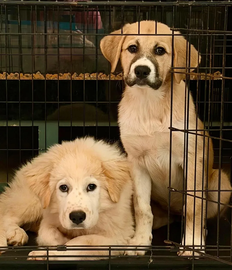 A baby large-sized male Anatolian Shepherd dog named HeyDude for adoption in New Baltimore, MI