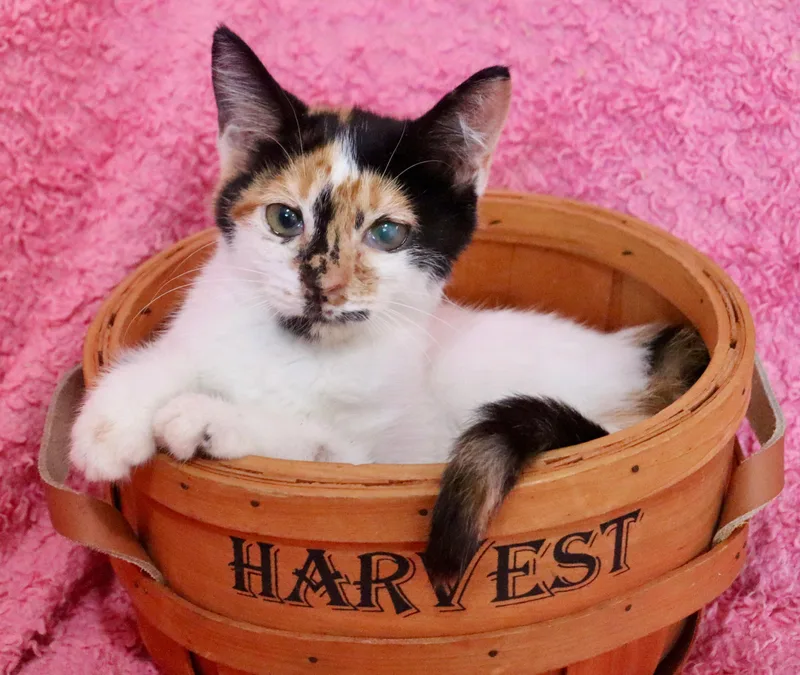 A baby medium-sized female Calico cat named Bobbin for adoption in Saint Augustine, FL