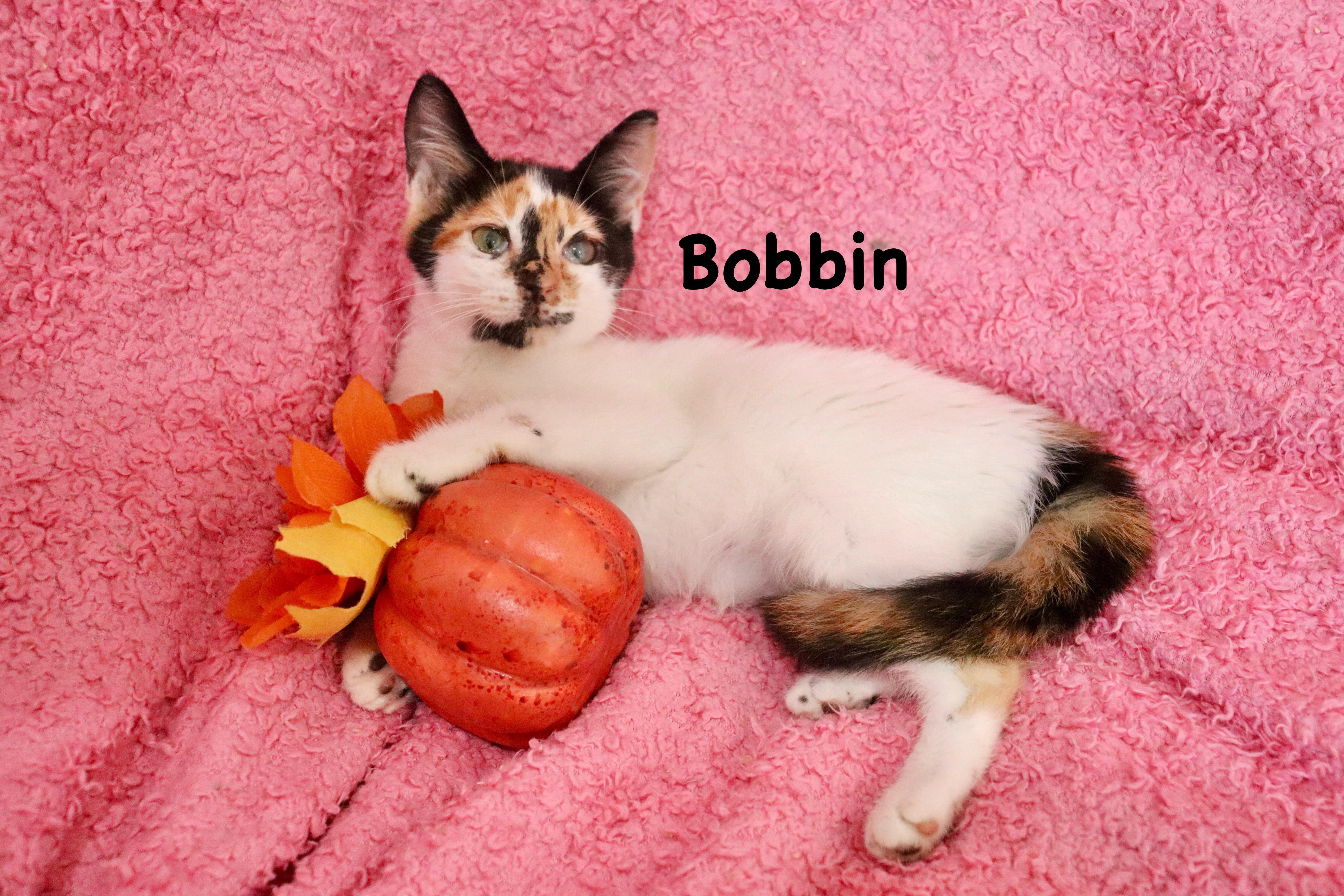 Bobbin thumbnail 6