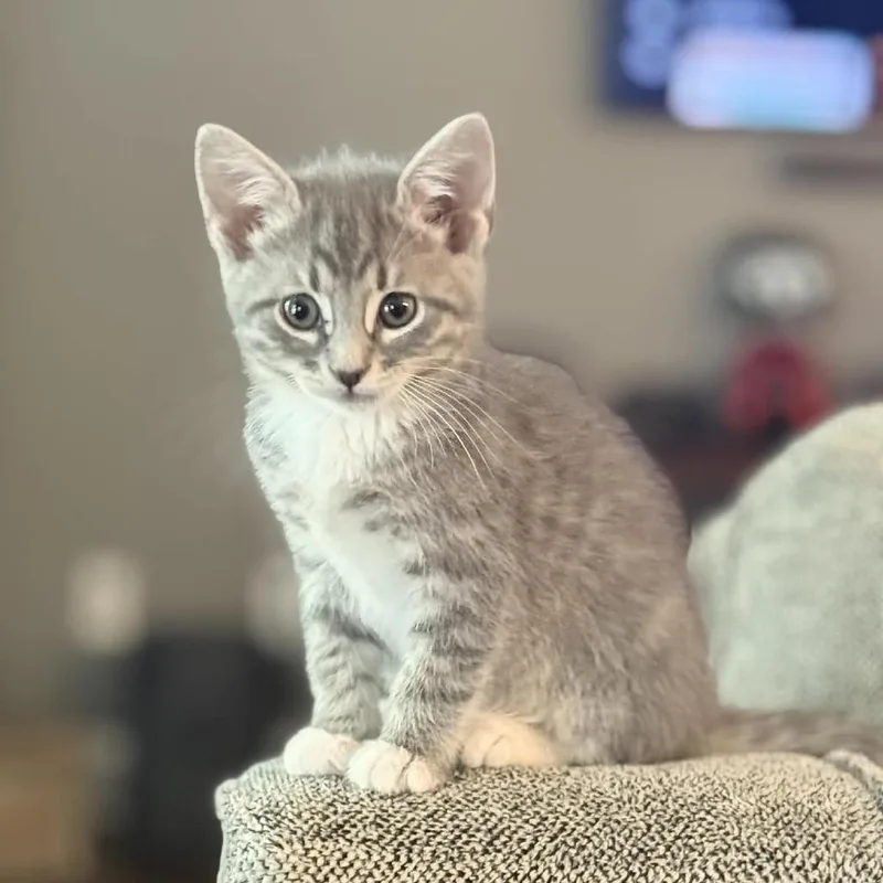 A baby small-sized female Gray / Blue / Silver Domestic Short Hair cat named Comet Cataclysm for adoption in Columbus, GA