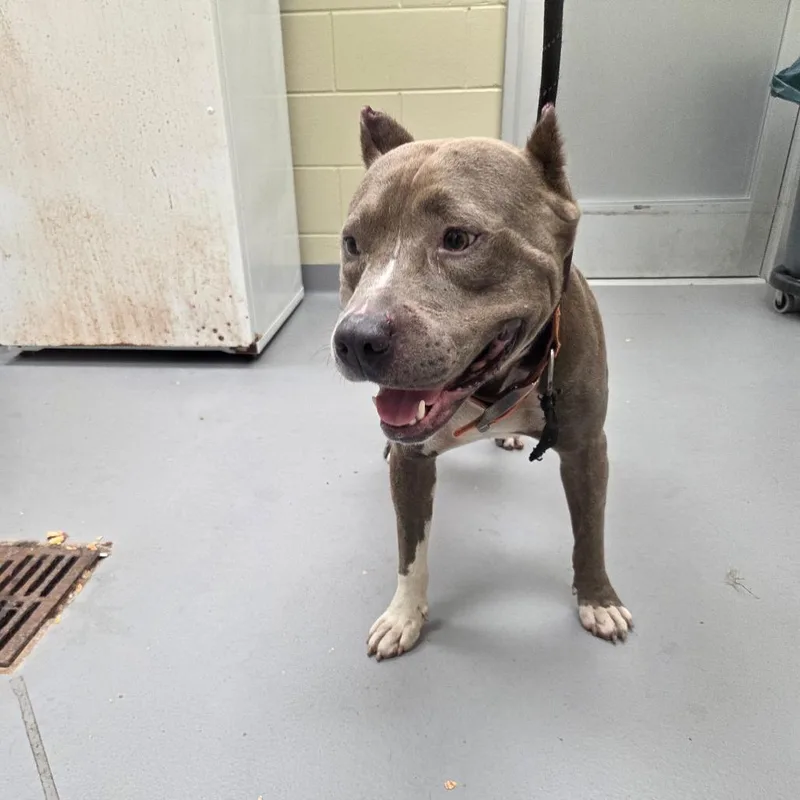 An adult large-sized male Gray / Blue / Silver Mixed Breed dog named StraySouthLumpikinRoad for adoption in Columbus, GA