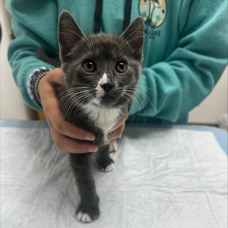 A baby small-sized female Gray / Blue / Silver Domestic Short Hair cat named Mochi for adoption in Ashland, OR