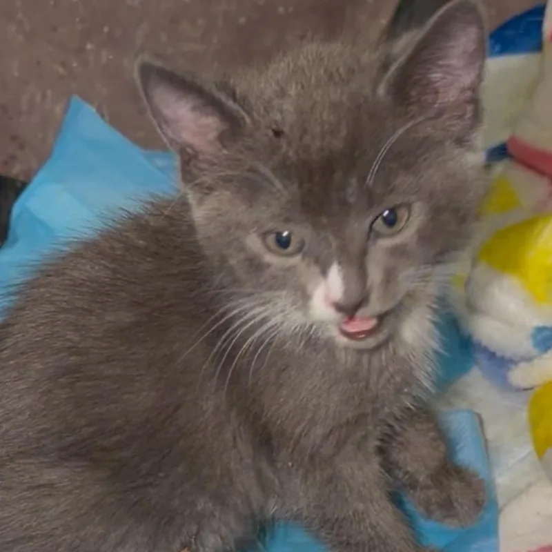Mochi thumbnail 2