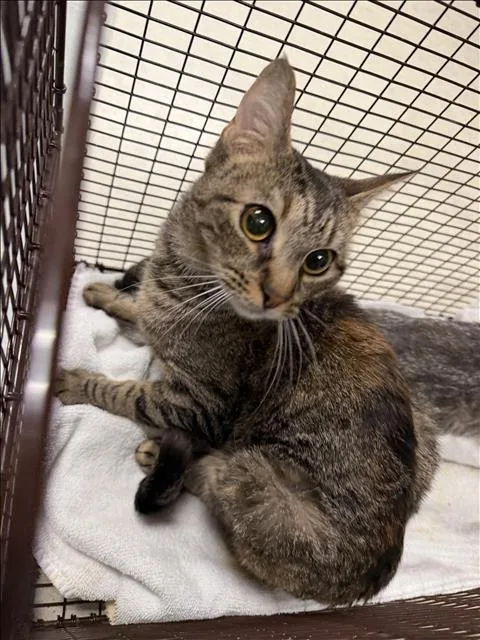 An adult small-sized female Domestic Short Hair cat named Joy for adoption in Van Nuys, CA