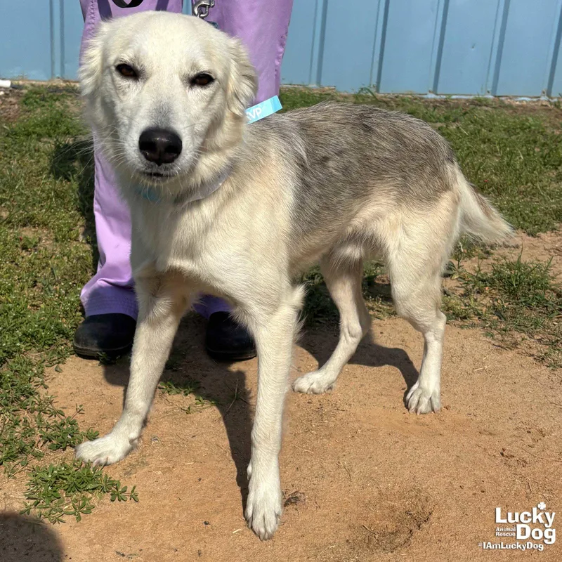 A young small-sized male Australian Shepherd dog named Frederick for adoption in Washington, DC