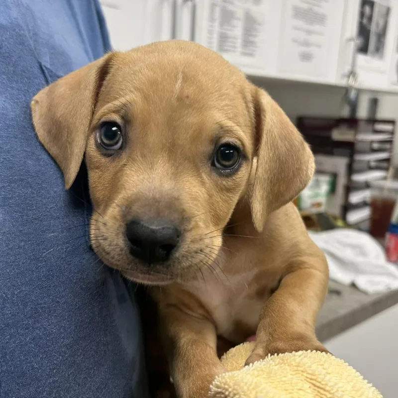 An adult large-sized male Brown / Chocolate Pit Bull Terrier dog named Astronaut for adoption in Martinsville, VA