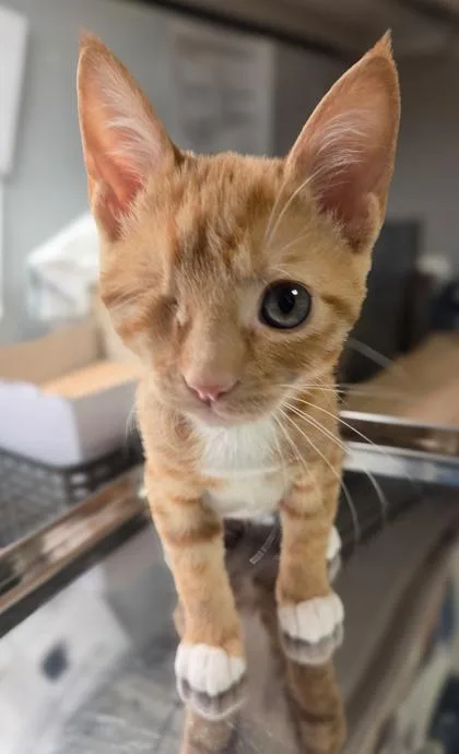 A baby small-sized female Domestic Short Hair cat named Madame Oculus for adoption in Fresno, CA