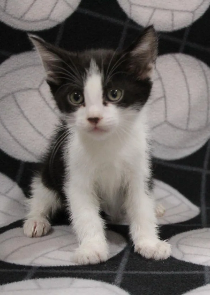 A baby medium-sized male Domestic Short Hair cat named Griffin for adoption in Vacaville, CA
