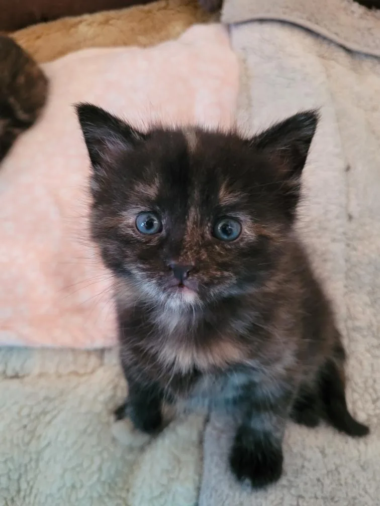 A baby medium-sized female Domestic Short Hair cat named Corie for adoption in Athens, OH
